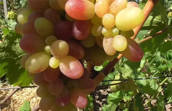 Сигнальная гроздь винограда Тасон фото
