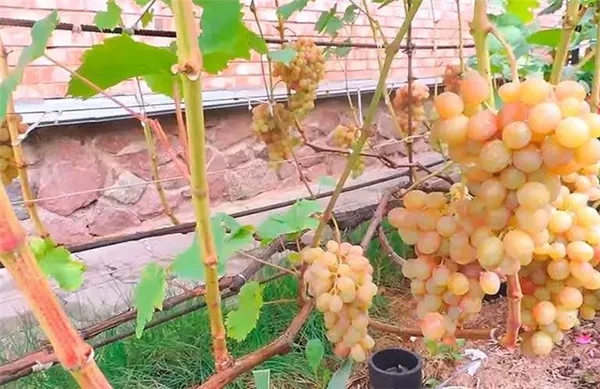 Тасон грозди винограда фотография