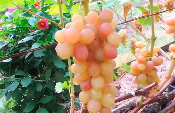 Поспевший виноград Тасон фото