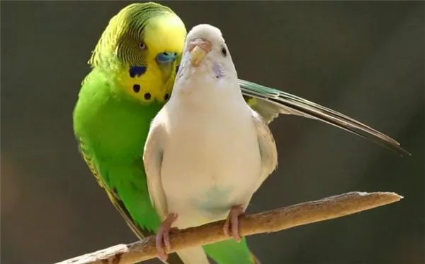 Волнистые попугаи-мальчики легче поддаются обучению разговорной речи, звукоподражанию