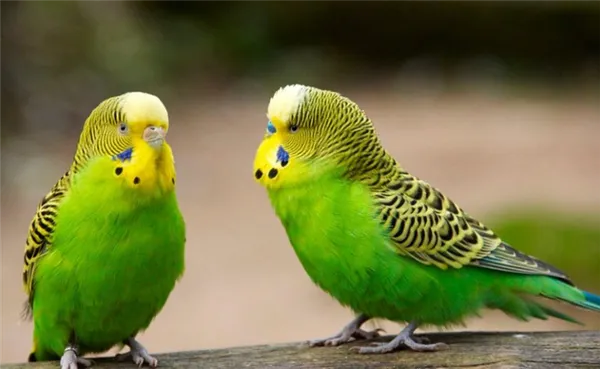 Форма головы попугая также подскажет вам пол птицы