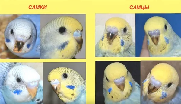В большинстве случаев все попугаи наделены клювами похожего желтоватого оттенка, а вот цвет восковицы не одинаков у разных особей