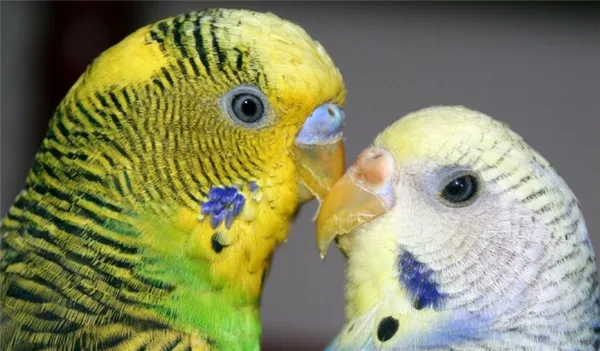 У попугаев женского рода заводчики наблюдают светло-фиолетовые пятна на щеках, а мужского — тёмно-фиолетовые
