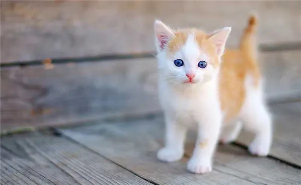 молочно-рыжий котенок с синими глазами