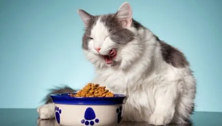 Как выбрать консервированный корм для кошек? 