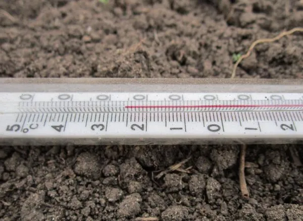 Замер температуры грунта в теплице для огурцов с помощью бытового термометра