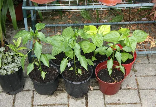 pepper seedling фото