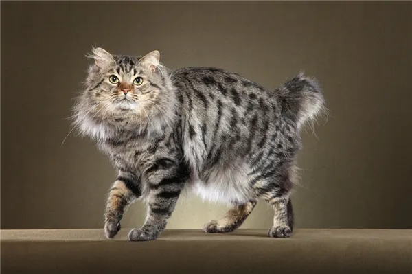 ТОП-10 пород кошек, похожих на рысь — фото и обзор кошек с обликом рыси