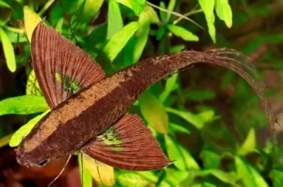 Рыба-бабочка (пантодон)