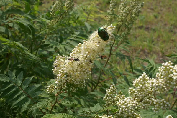 Цветущий рябинник привлекает насекомых. Фото автора