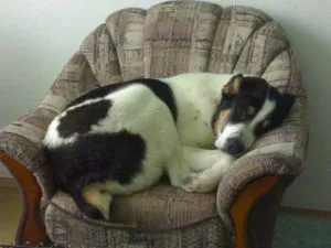 Алабай спит в кресле