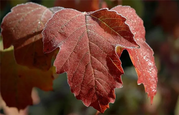 листья калины красной осенью