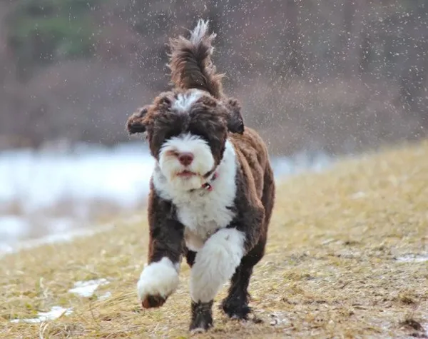 Щенок португальской водяной собаки бежит по полю под падающим снегом