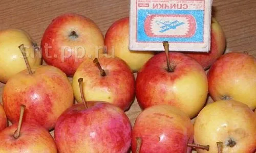 Фото яблок сорта Алтайское румяное
