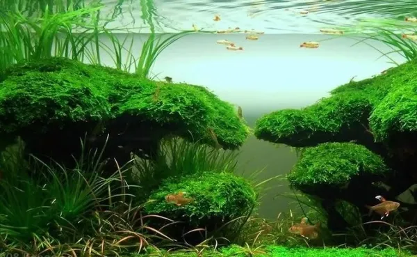 яванский мох в аквариуме