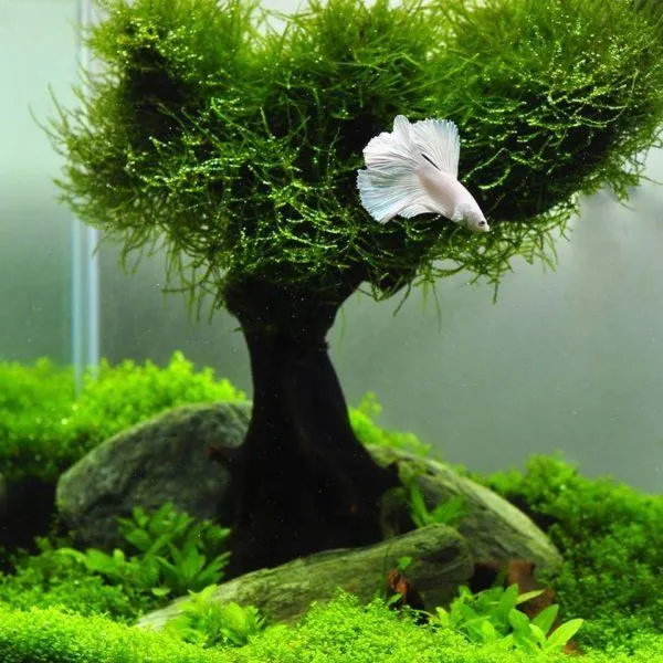 Яванский мох на коряге - дерево