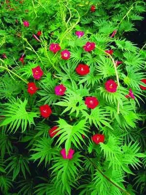Квамоклит - елка с красными цветами.