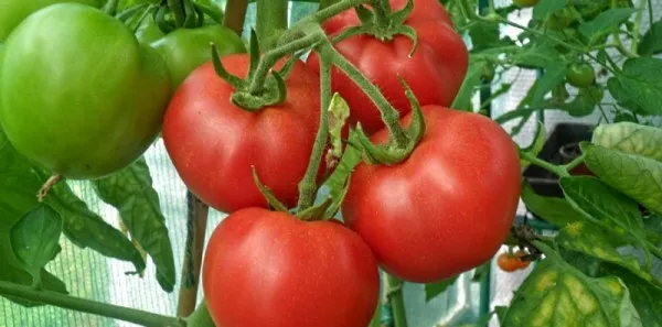 Этапы подкормки томатов в теплице