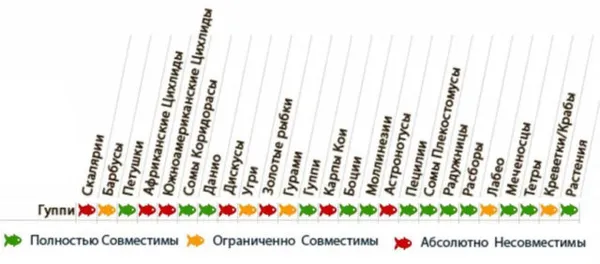 Какие рыбы уживаются с гуппи. С какими рыбками уживаются гуппи.