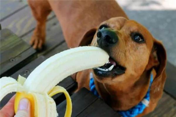 Собака ест банан с руки хозяйки