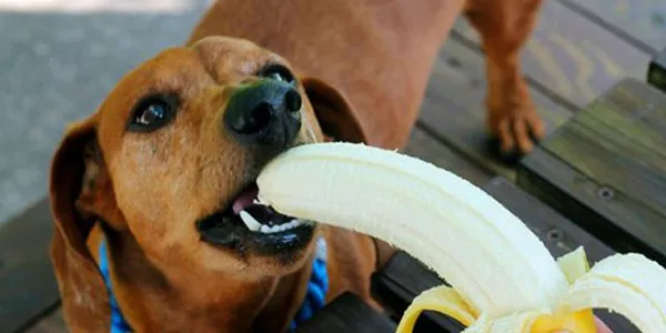 Пес кусает фрукт