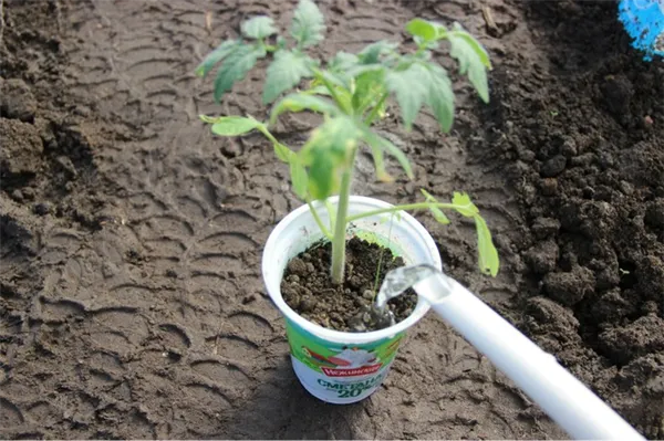 полив и подкормка рассады томатов