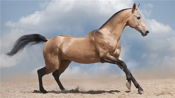 Животное Ахалтекинская лошадь, фото