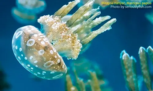 Медуза папуас, Mastigias papua