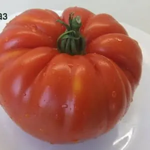 Обладающий устойчивостью к непогоде и великолепной урожайностью томат 