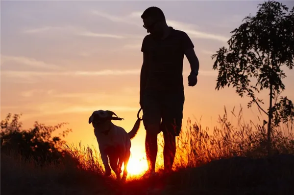 Частые прогулки с собакой положительно сказываются на её здоровье