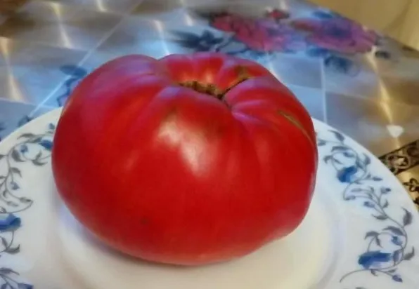 Созревший помидор