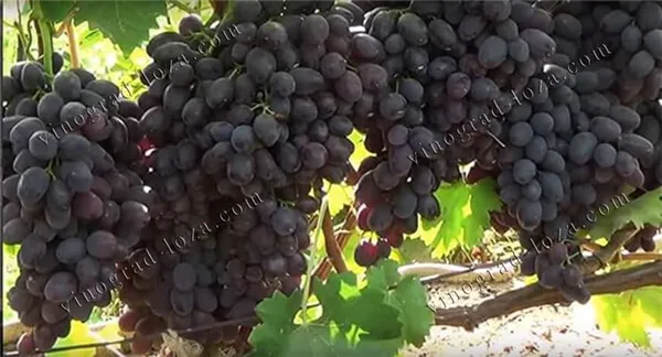 Сорт винограда Забава описание фото