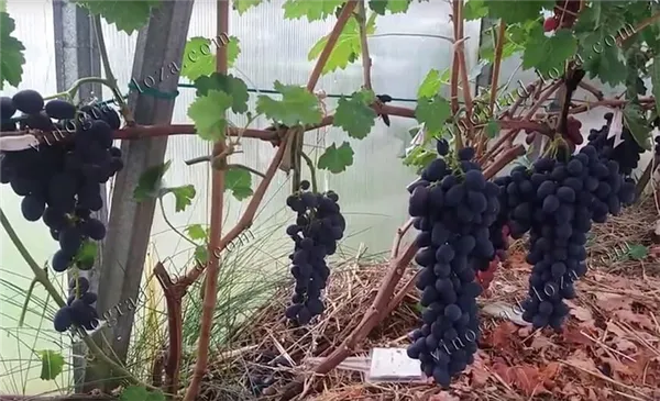 Сорт винограда Забава отзывы фото