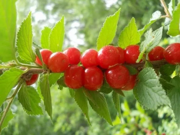 Размножение вишни черенками летом — укоренение