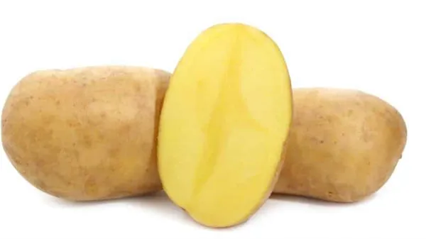 Потрясающий сорт картофеля 