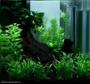 мини аквариум