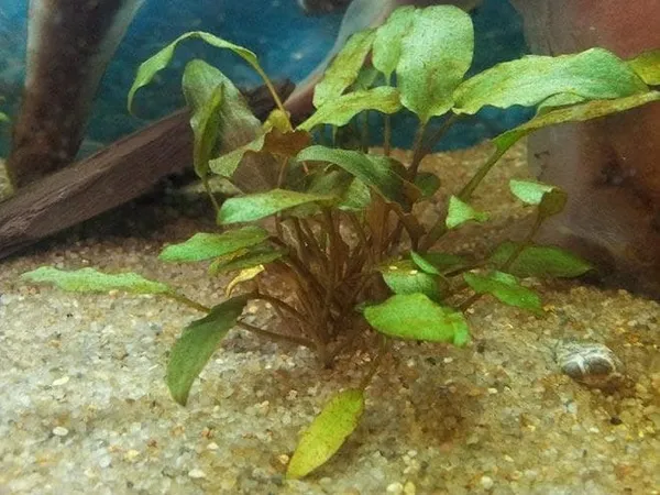 Диатомовые водоросли