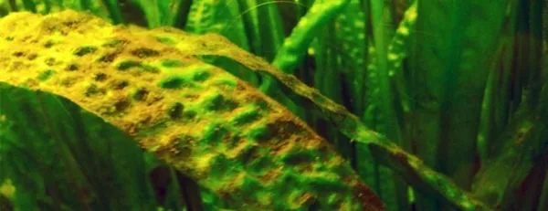 Коричневый налет в аквариуме: что это, причины появления на стенках, на камнях бурого или даже рыжего, как бороться и избавиться