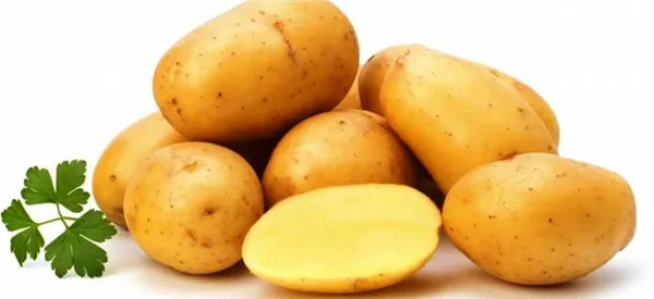 Картофель Ласунок: характеристики сорта, урожайность, отзывы