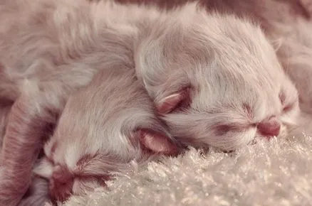 Два новорождённых котёнка спят