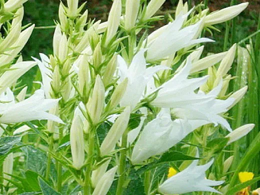 цветы колокольчики широколистные белые - посадка и уход