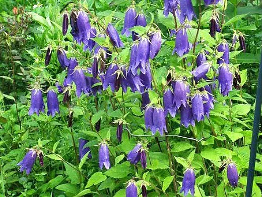 цветы колокольчики точечные фиолетовые - посадка и уход