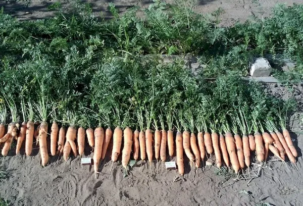Урожай сорта моркови Самсон