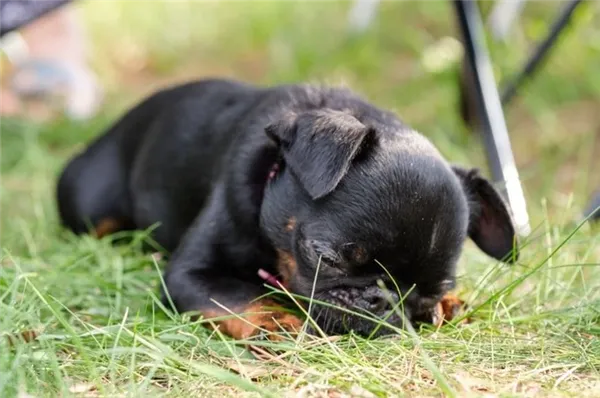 Спящий щенок пти-брабансона