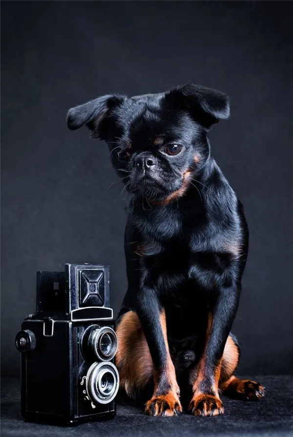 Портрет собаки породы брабансон