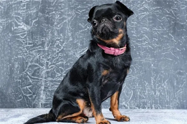 Портрет собаки пти-брабансон