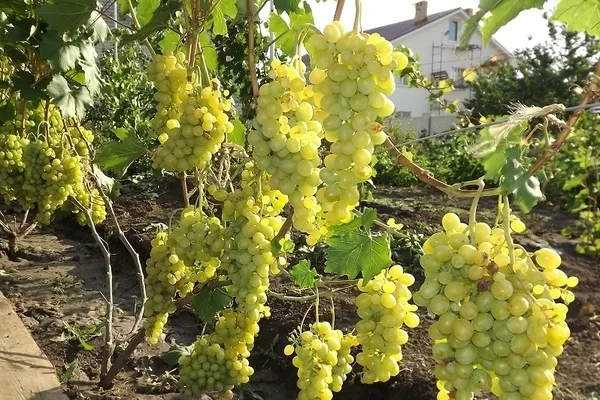 Плевен виноград: описание ухода