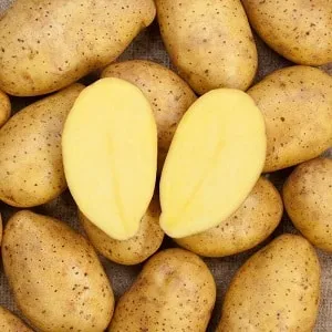 Чем хорош немецкий сорт картофеля 