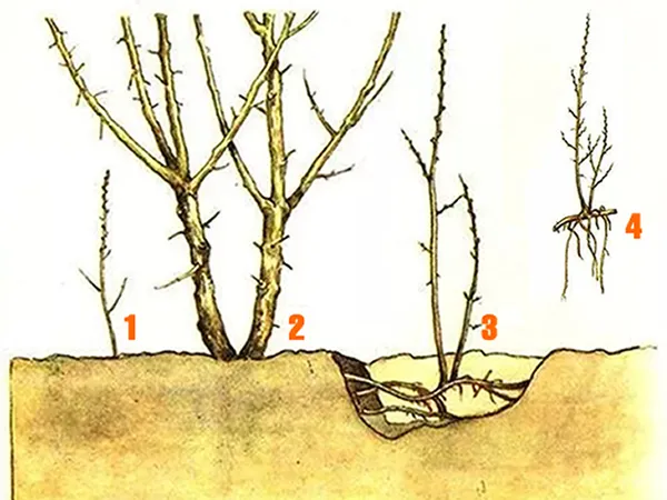 Размножение малины корневыми отпрысками
