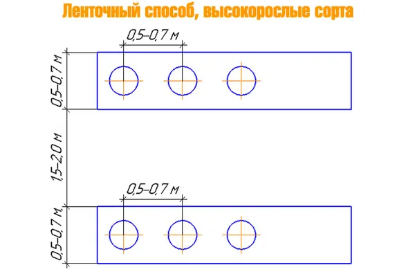 Схема посадки малины Татьяна